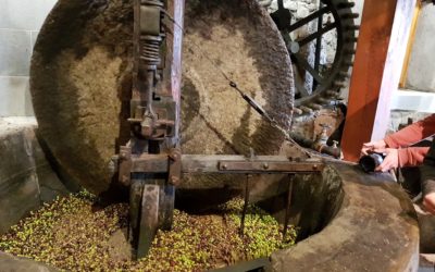 Olives des Alpes : ramassage et pressage au moulin au cœur d’Alpes Azur du Sud