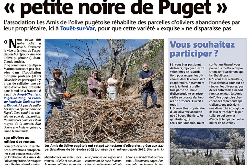 Une nouvelle oliveraie à Touët-sur-Var à Le Tournel