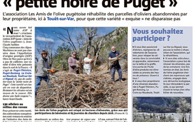 Une nouvelle oliveraie à Touët-sur-Var à Le Tournel