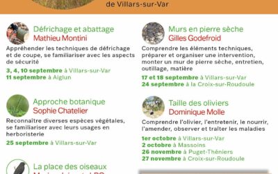 Formation à la taille d’oliviers avec le SéV