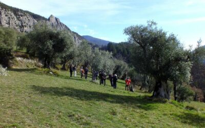 Samedi 2 mars 2024 : journée de formation sur la taille des oliviers