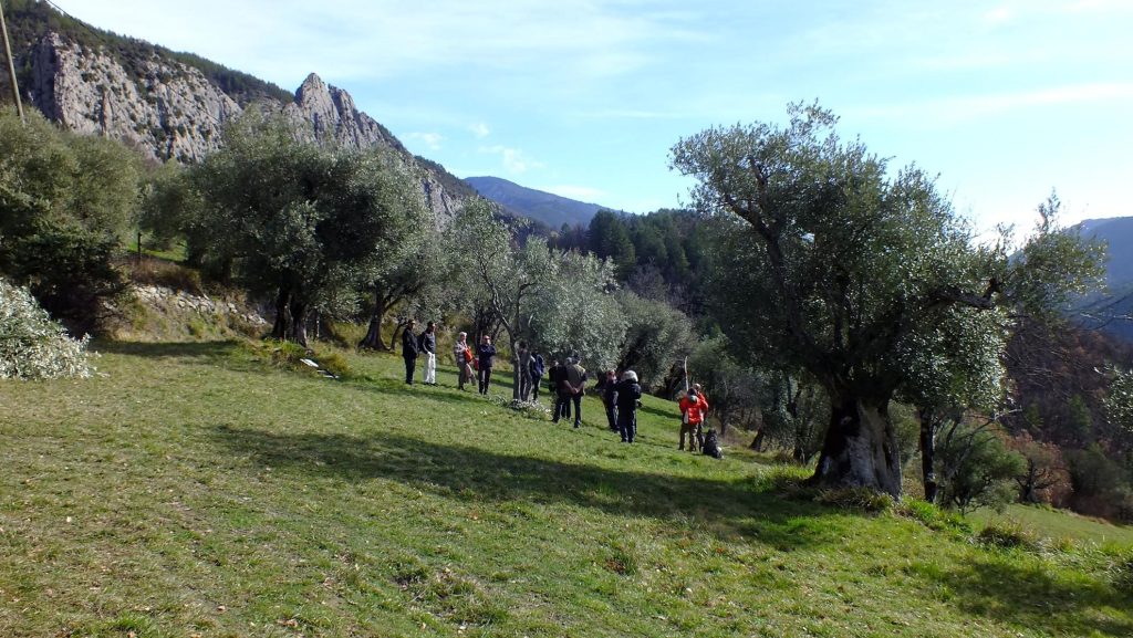 Samedi 2 mars 2024 : journée de formation sur la taille des oliviers