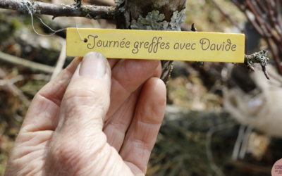 Valorisation du patrimoine arboricole